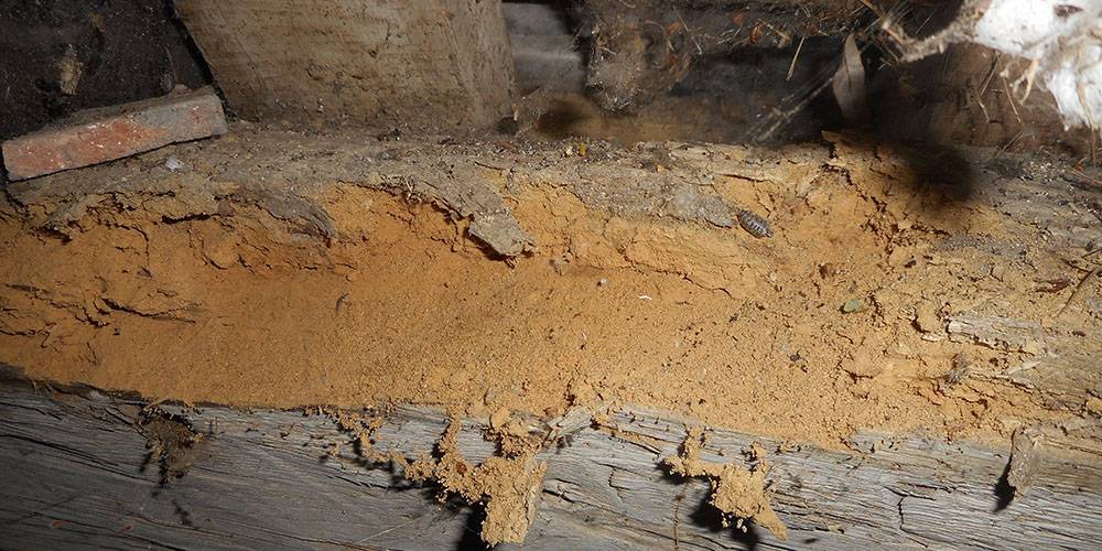 France-Merule-termite-traitement-bois