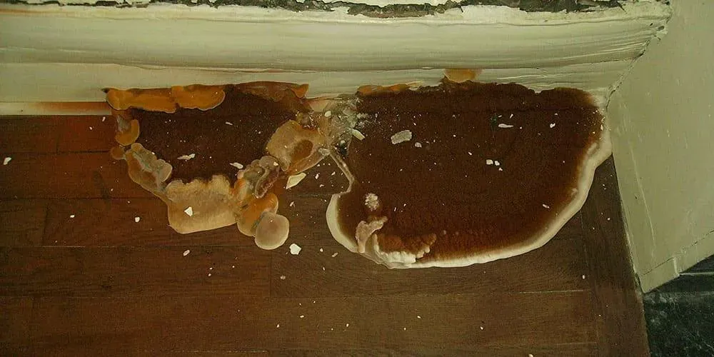 Traitement champignons